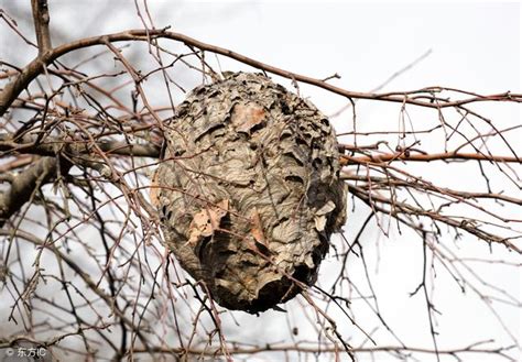 家裡有蜜蜂築巢怎麼辦 家裡磁場